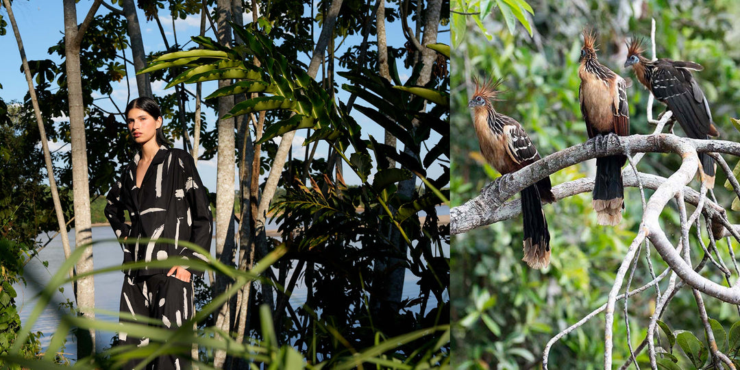 Stories from the Amazon