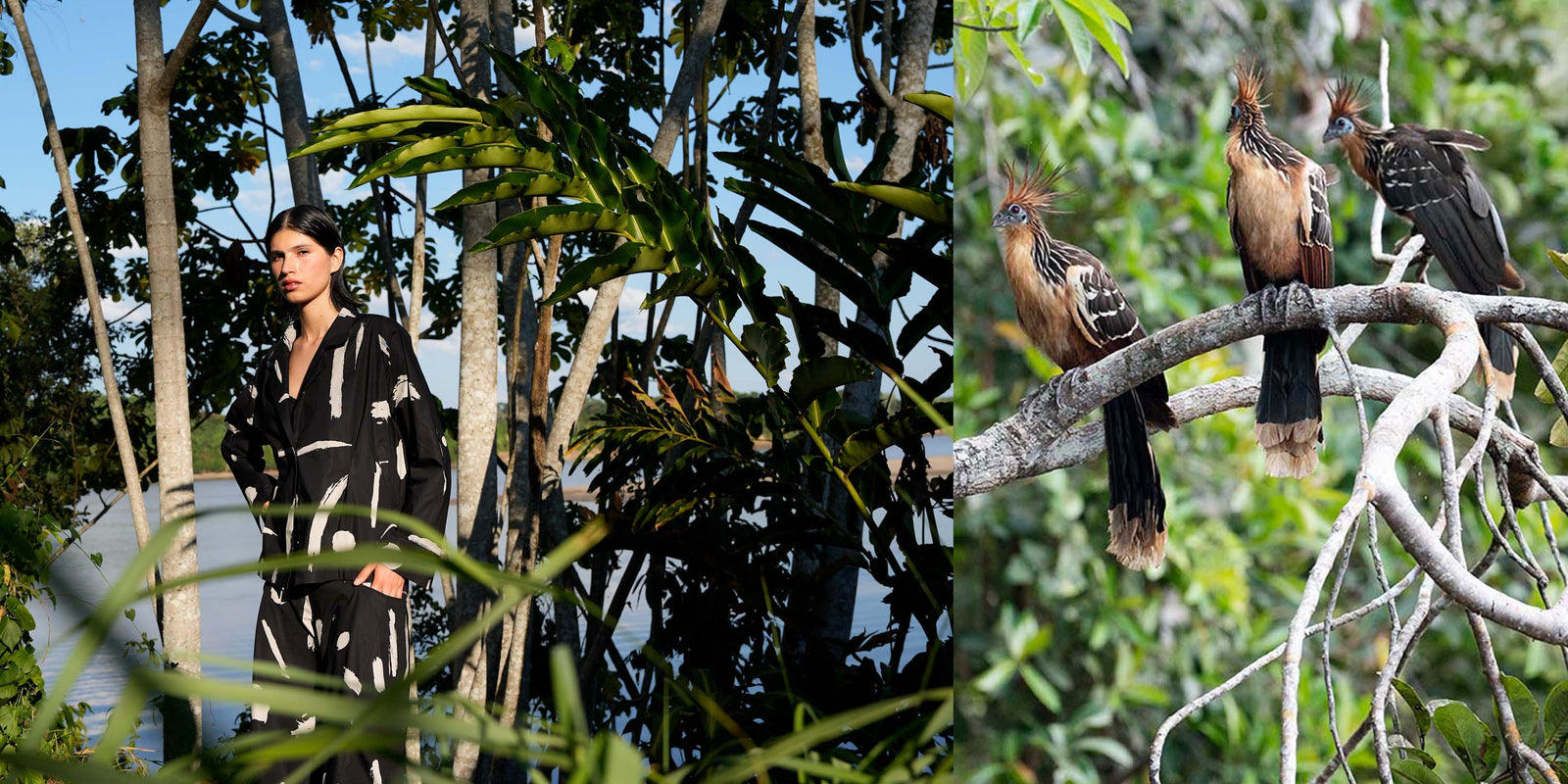 Stories from the Amazon