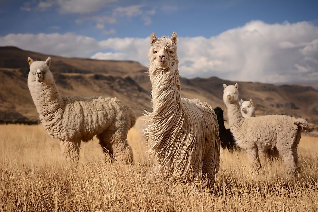 MATTHILDUR and ALPACA YARNS from Peru'