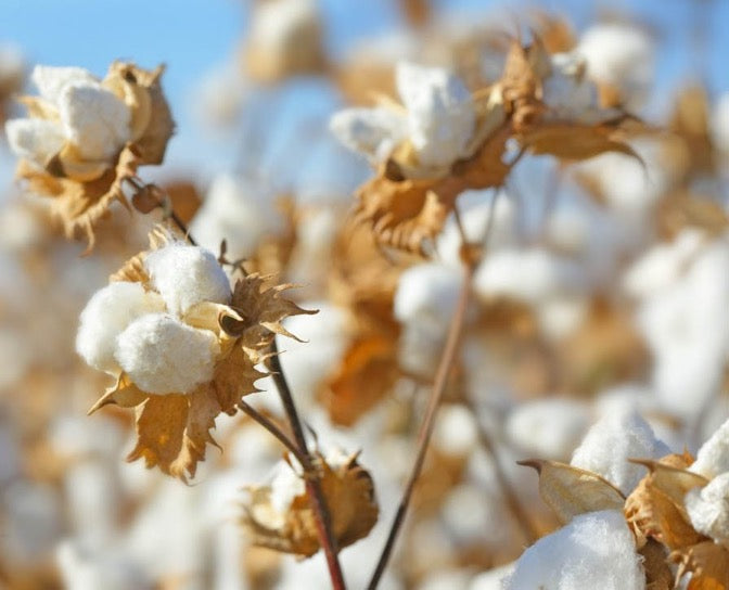 Pima Cotton:  Peruvian Pride